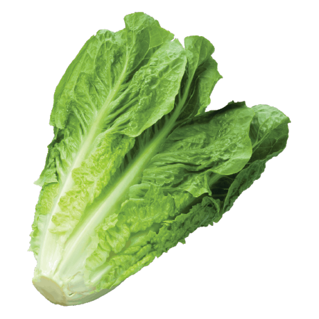 Lettuce